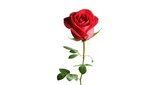 True Love Radio Sneh LOGO