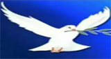 Rádio Novo Paraíso FM LOGO